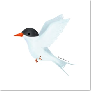 Arctic Tern Bird Posters and Art